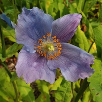 Meconopsis 'Crewdson Hybrid'